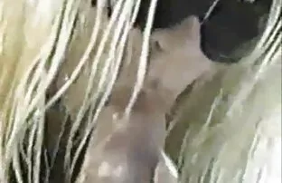 XXX 公園でピックアップを吹いて彼女の顔に来た エロ 動画 女子
